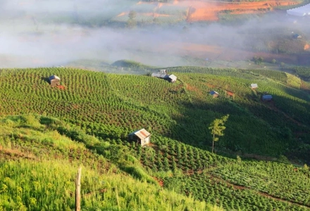 Introduction to Asian and Pacific Coffee Bean Characteristics Decaf Xianglong Blend Coffee Decaf Coffee Bean Story