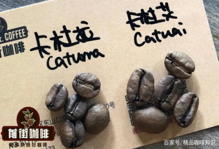 Complete Guide to Coffee Theory | Where Should Coffee Beginners Start Learning Coffee Knowledge from Scratch? Systematically and Efficiently Learning Coffee Knowledge