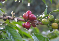 An Introduction to Indonesian Premium Coffee Beans — Java Coffee and the Growing Regions of Indonesian Arabica