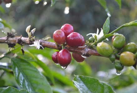 An Introduction to Indonesian Premium Coffee Beans — Java Coffee and the Growing Regions of Indonesian Arabica