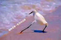 Are Luckin's Panama SOE Latte and Dirty Coffee delicious? Flavor and Taste Characteristics Description of Caturra and Catuai Coffee Varieties