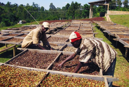 What's the Difference in Taste Between Washed and Natural Process Coffee? Which One Has More Prominent Flavor?