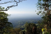 What are the characteristics of Panama's coffee growing regions? How are Hacienda La Esmeralda Red Label Geisha coffees graded?