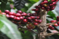 Colombian Coffee Regions Information Flavor Characteristics Taste Introduction to Colombian Coffee Growers Federation FNC