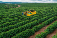 Recommendation for Low-Acidity Pour-Over Coffee Beans — Flavor Profile of Brazil Queen Estate Pulped Natural Yellow Bourbon Coffee Beans