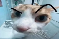 What's the Difference Between Pre-Infusion and Stirring Infusion in Coffee Latte Art? Beginner Tips for Latte Art!