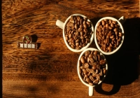 Who Are Ethiopia's Coffee Giants? What's the Difference Between Geisha, Yirgacheffe, and Guji?