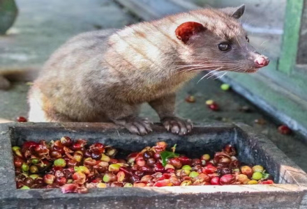 What are the distinctive flavor notes of Kopi Luwak? How is the overall taste and texture of Kopi Luwak evaluated?
