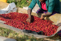 What is the 'Red Cherry Project' in Ethiopian Coffee?