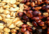 The Processing Method of Pulped Natural Coffee Beans: What's the Difference Between Pulped Natural and Honey Processing?