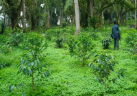 How to Brew Ethiopia Geisha Village Geisha Coffee for the Best Taste?