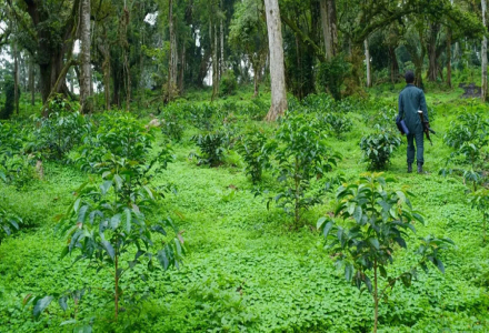 How to Brew Ethiopia Geisha Village Geisha Coffee for the Best Taste?