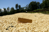 What is K72 Washed Processing Method? What are Washed Process Coffee Beans?