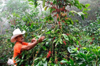 The Coffee Culture of Honduras, History of Honduran Coffee, and Introduction to Honduran Coffee Bean Regions
