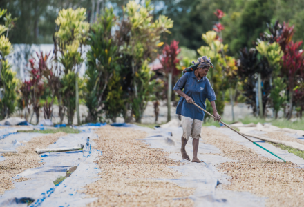 Papua New Guinea Bird of Paradise Estate Coffee Beans - The Flavor Profile of the 