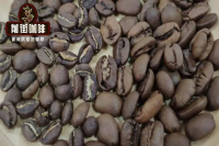 What Kind of Coffee Variety is Elephant Bean? Why is Maragogype So Large?
