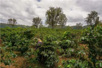 Where is Tanzanian coffee primarily grown? What are the characteristics of Tanzanian coffee?