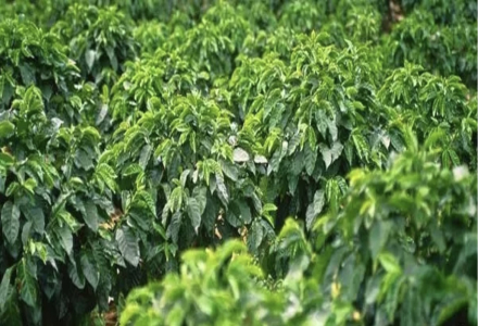 Introduction to Coffee Growing Regions, Varieties, and Industry Development in Myanmar, Asia