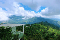 Why is Jamaica Blue Mountain Coffee So Expensive? Introduction to Clifton Estate Blue Mountain No. 1 Coffee