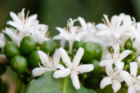 What are the characteristics and flavor profile of Arabica coffee beans? What's the difference between Arabica and Robusta coffee beans and which tastes better?