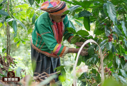 What Coffee Varieties Are Grown in Yunnan - Introduction to Main Flavor Characteristics of Yunnan Arabica Coffee Beans