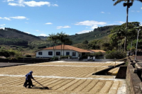 Which regions produce specialty coffee in Brazil? What are the main estates?