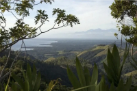 Papua New Guinea | Coffee Growing Regions and Bird of Paradise Coffee Beans Introduction