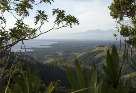 Papua New Guinea | Coffee Growing Regions and Bird of Paradise Coffee Beans Introduction