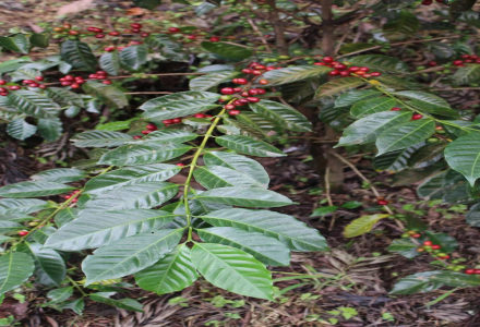 What is Geisha Coffee? Are Coffee Beans from Panama and Colombia Both Geisha?