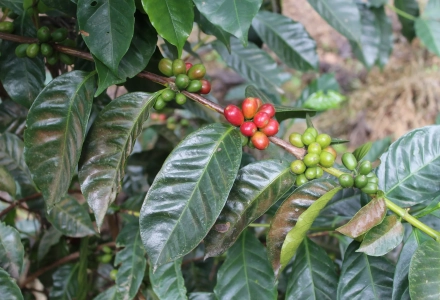 The Development of Panama BOP, Volcán Region, and Introduction to Hacienda La Esmeralda Geisha