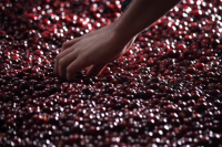 Does 90+ [Ninety Plus] Really Only Produce Coffee Beans Scoring 90 Points or Above?