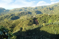 What Are the Characteristics of Costa Rican Coffee and How Are Coffee Beans Graded?