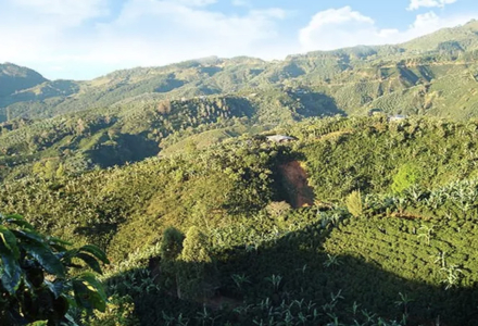 What Are the Characteristics of Costa Rican Coffee and How Are Coffee Beans Graded?