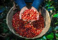 Introduction to El Salvador Coffee Regions: Flavor Profile and Pour-Over Characteristics