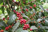 Guatemala Coffee Cultivation, Coffee Development History, Coffee Varieties, and Introduction to Antigua Flower Goddess Coffee Beans
