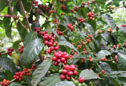 Guatemala Coffee Cultivation, Coffee Development History, Coffee Varieties, and Introduction to Antigua Flower Goddess Coffee Beans