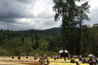 What are the characteristics of Ethiopian Yirgacheffe coffee and how are the country's green beans graded?