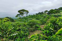 Colombian Coffee Beans｜Introduction to Huila Region Divisoria Estate Sidra Coffee Beans