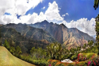 Guatemala Coffee Beans | Introduction to New Oriental Region Geisha Coffee Beans