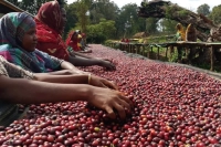 Ethiopian Coffee Beans｜Introduction to Yirgacheffe Kochere Region Coffee Beans