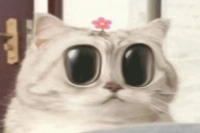 What is Lungo? How does it differ from Long Black, Ristretto, and Espresso?