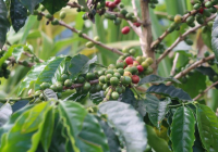 Colombian Huila Coffee Region - History, Flavor, and Characteristics of Colombian Coffee Beans