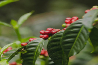 What is Panama 90+ Geisha Coffee? What Coffee Varieties are Grown at Ninety Plus Coffee Estate?