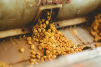 What Are the Brands of Colombian Coffee Beans? Flavor Profile and Taste Description of Pour-Over Colombian Coffee