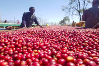 What are the characteristics of Ethiopia's Guji region? What is the Guji coffee bean?