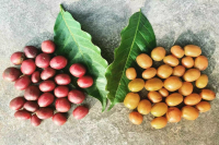 Introduction to the Ancient Variety Sudan Rume: History, Origin, and Flavor Characteristics of Sudan Rume Coffee Beans