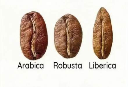 Pacamara's Male Parent - What is Maragogipe's Origin? What Does Elephant Bean Mean? What Are the Three Major Varieties of the Coffee Genus?