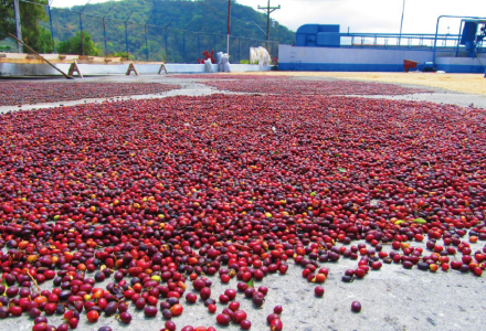 How Much is a Cup of Panama Elida Green Top Geisha and Is It Delicious? Geisha Coffee Bean Pour-Over Parameters and Flavor Description
