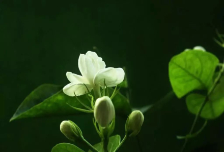 How to Make Jasmine Cold Brew Coffee? Is Jasmine + Latte Delicious?