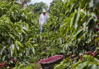Costa Rica Diamond Series Micro-batch Black Honey Process Coffee Beans Costa Rica Coffee